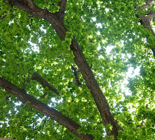 Sehr alter Baum im Innenhof