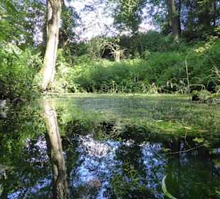 Waldweiher, Kinderstube für Kröten u. Molche