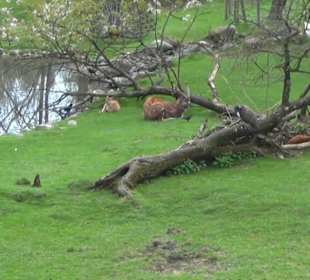 Afrika Bereich - Sitatunga