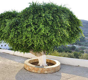 Schöner Baum bei eine Kapelle