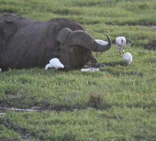 Amboseli