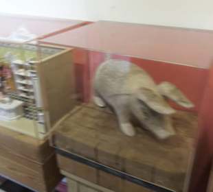 SchweineMuseum