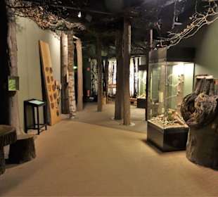 Waldökologie im Museum am Schölerberg