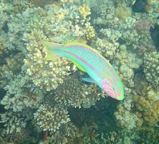 Unterwasserwelt Makadi Bay