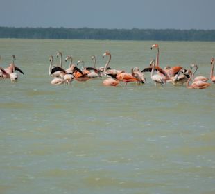 Herrliche Wildvögel