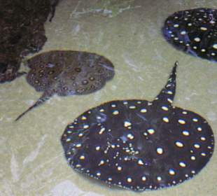 Stingrays