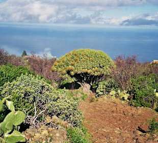 Einer der größten Drachenbaumhaine der Insel