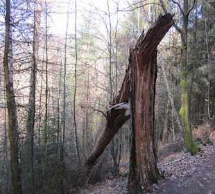 Mächtiger Baumsturz