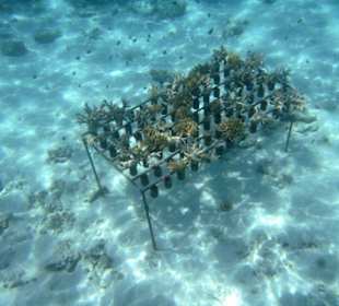 Fische 3