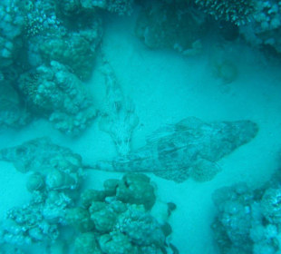 krokodilfische im trio