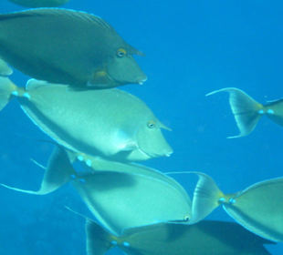 Und noch mehr Fische