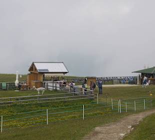 Es gibt oben einen kleinen Zoo