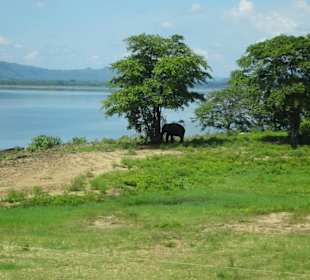 Elefantenreiten Sigiriya