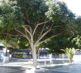 Im Parque de Santa Catalina