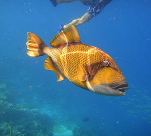 Neugieriger Drückerfisch