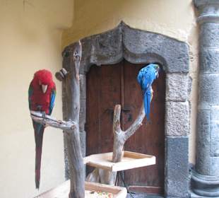Papageien im 2. Innenhof der Casa Colon