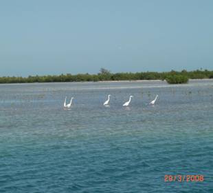 Fischreier am Playa Sirena