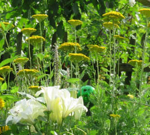 Blumen in einem Garten