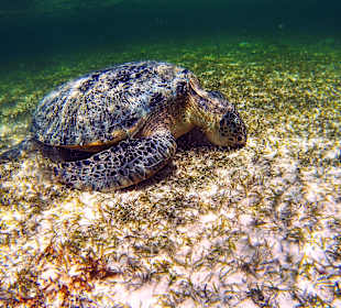 Schnorcheln Marsa Alam