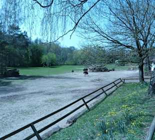 Blauhalsstrauß - Anlage