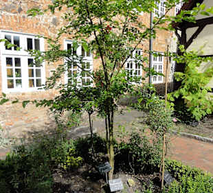 Maulbeerbaum im Bibelgarten