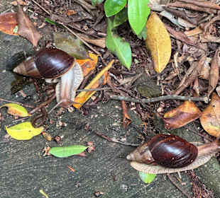 Sungei Buloh Wetland Reserve