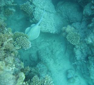 Und weg ist er der Rochen