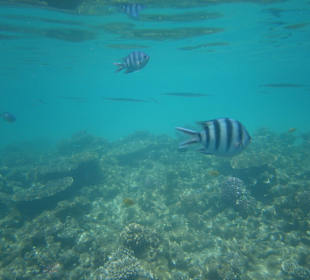 Fische und Korallen