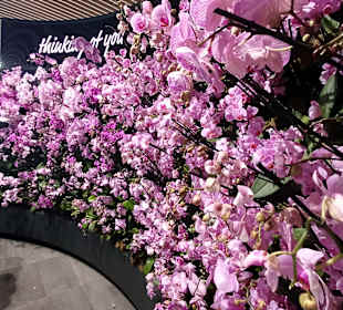 Keukenhof