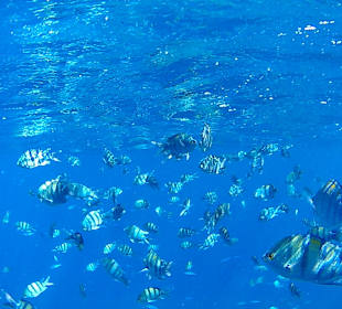 Schnorcheln Marsa Alam