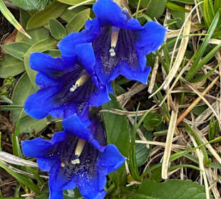 Gartenanlage