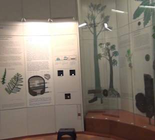 Entwicklung der Pflanzenwelt