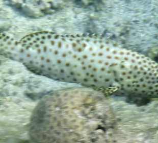 Schnorcheln Marsa Alam