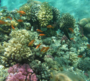 Überall wuseln kleine Fische /Prima life