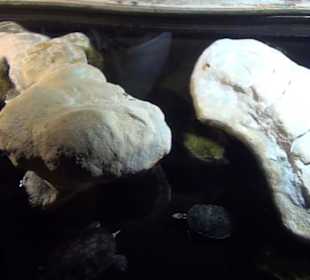 Meeresmuseum Stralsund