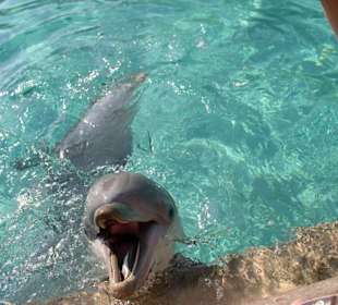 Dolphin Cove
