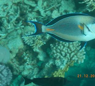 Tauchbasis Aquatic Divers im Pensee Royal Garden  	
