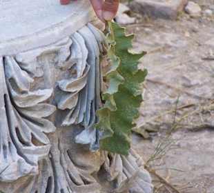 Marmorquader mit Blatt