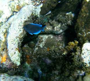 Schnorcheln auf der Paradiesinsel