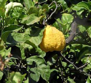 Kitro bei Kato Potamia