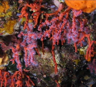 Rote Korallen
