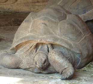 Seychellen - Riesenschildkröten