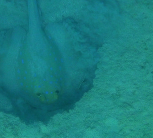 Schnorcheltour Blaupunktrochen