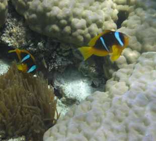 Fisch am Riff direkt am Hotelstrand