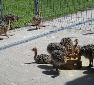 Straußenfarm Mhou Rülzheim