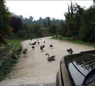 mitten am Weg