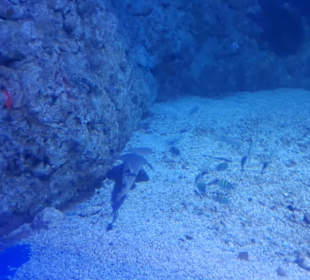 Aquarium das rote Meer in Mini Format. 