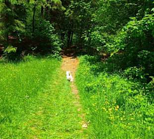 Wanderung zum Bärenfels