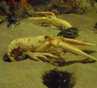 Tiere im Aquarium
