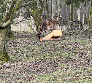Ivenacker Eichen
